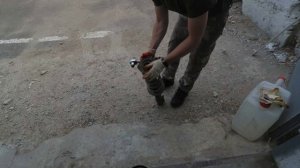 Ремонт задней подвески toyota corona premio. Замена стоек, пружин, опорников и резинок