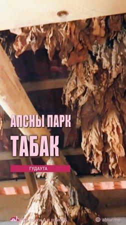 Табак ручной работы. Апсны парк, Гудаутский р-н, Абхазия
