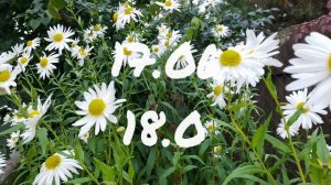 Лунный календарь доя цветоводов с16.06-22.06.25г.