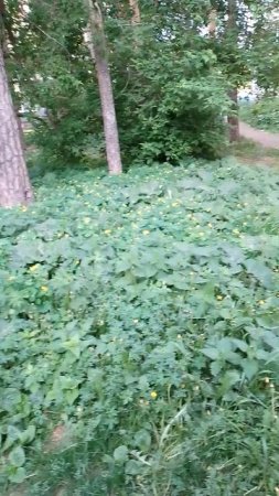 Здорово, когда в городе не только бетон, но и много зелени.