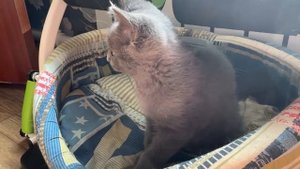 Сегодня приехали к бабушке у нас есть еще одна кошечка пока я с ней не наладил контакты)