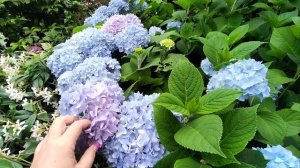 Мой сад, мои цветы - результат моих трудов.