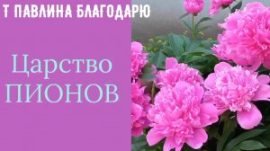 ПИОНЫ-САДОВЫЕ ЦВЕТЫ. Прогулка среди пионов.