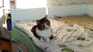 Кот. Играем с солнечным зайчиком? Подробнее в описании