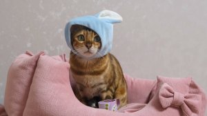 Жужа: Мягкий комок счастья! Непоседа Жужа: веселые будни кошки. Игрушка ночник  "Космическое небо"