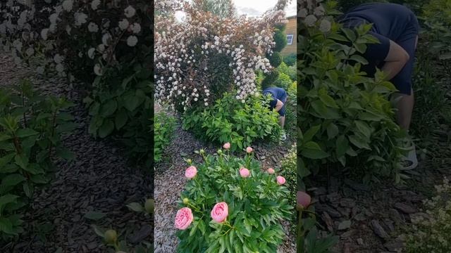 Секреты крупных шапок на гортензиях