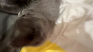 Мне поют песенки а я играю довольныыыый)всем приятного аппетита