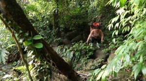Borrowing Boars for Breeding - Harvesting Figs to Sell at Market | Trieu Mai Huong".