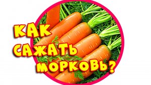 Как сажать морковь?