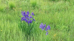 СЕЛЬСКИЕ БУДНИ 14-15.06.2025