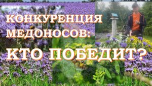 Куда полетит пчела? Вот что говорит наука и практика