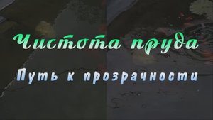 Чистота пруда. Путь к прозрачности