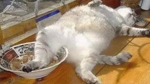 СМЕШНЫЕ КОТЫ 2025 ЛУЧШИЕ ПРИКОЛЫ С КОТАМИ, КОШКИ, КОТИКИ, СОБАЧКИ, СМЕШНОЕ ВИДЕО