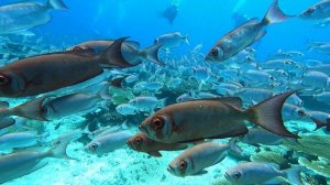 Стая суровых рыб с выпученными глазами. Мальдивы/A school of stern fish with bulging eyes. Maldives