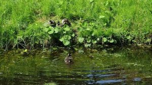 Птенцы гоголя подросли