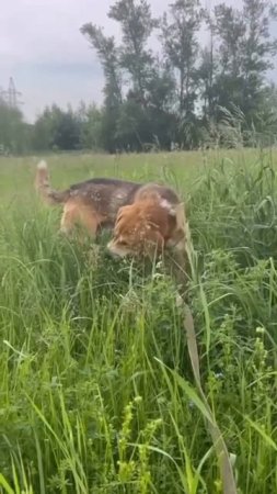 Солнечный пёс Шарик желает всем доброго утра