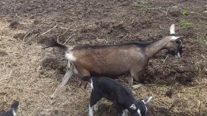 Козлятам две недели. Приучаем гулять вместе с другими животными.