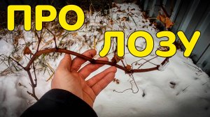Правильный уход за виноградной лозой