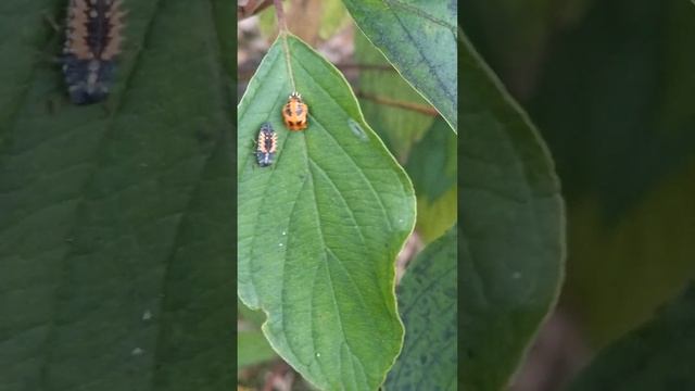 Что за чудовища на листьях в Москве? смотреть онлайн