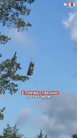 ШОК! Зебра ОБМАНУЛА пробки! #такси #видеосживотными #животные #пробки #утро #музыка