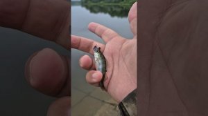 Вечерний ПРЕСТИЖНЫЙ мормышинг на водохранилище. Ловлю мормышингом и микроджигом. Окунь, щука