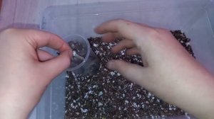 Наращиваем каудекс у адениума, 2 секрета, как это сделать быстро