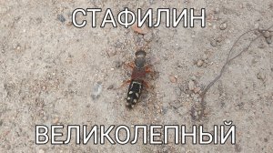 Жук и вдруг- "великолепный"