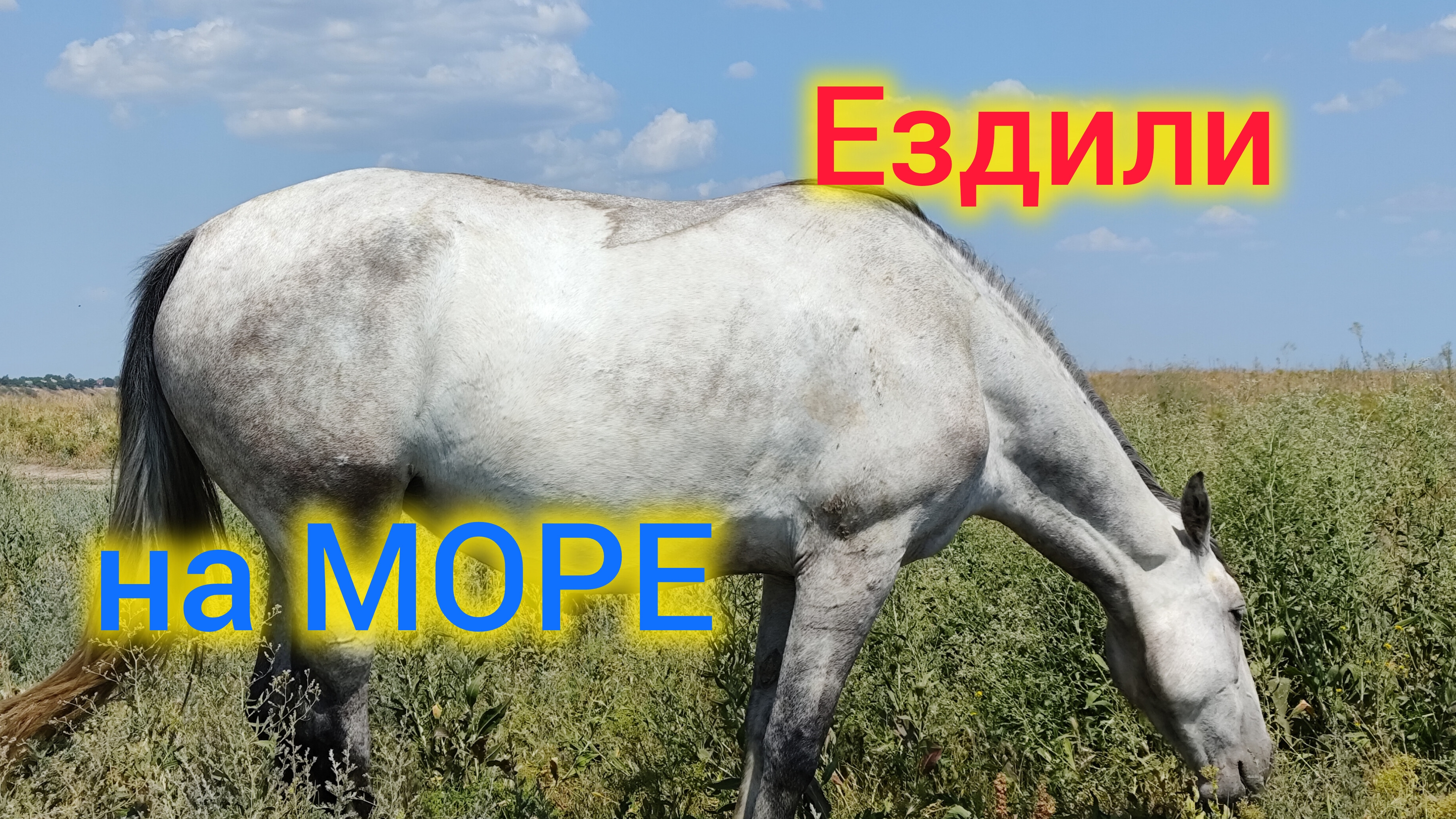 Ейск-Камышеватская/Отдых на Азовском море/Что происходит в Моревке?! 😨Лошадки