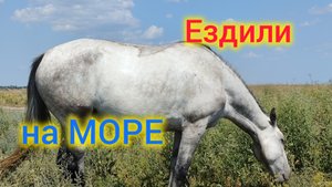 Ейск-Камышеватская/Отдых на Азовском море/Что происходит в Моревке?! 😨Лошадки