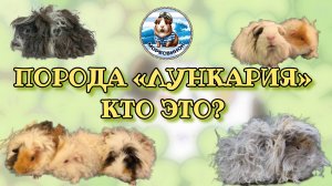 Порода морских свинок Лункария