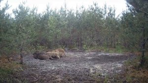 Как дикие кабаны кормят свое потомство