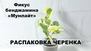 Фикус бенджамина МУНЛАЙТ. Цветочная распаковка