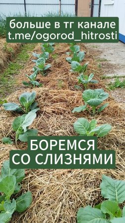 Слизни в природном земледелии