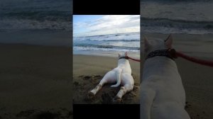 Чико не пропускает жизнь, а ты? .mp4