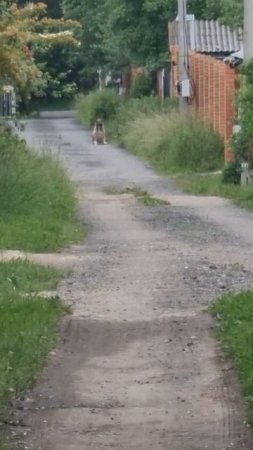 село Семеновское_сбежавший с дачи пёс