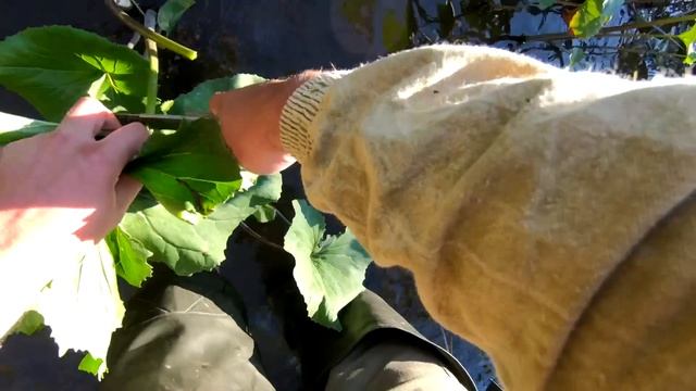 ГОРЯЧЕЕ КОПЧЕНИЕ РЫБЫ и РЫБА В УГЛЯХ - Примитивная кухня | Бушкрафт посуда | FISH IN COALS