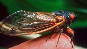 Биология бросает вызов реальности математики. Периодические цикады