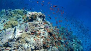 Soma Bay Snorkeling 1