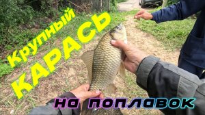 Крупный карась на поплавок