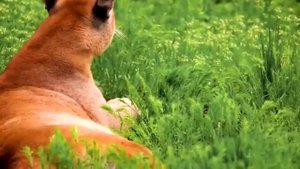 Животные в природной среде