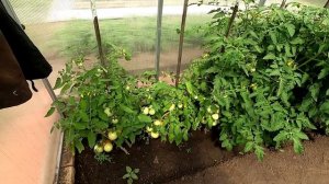 Начали поспевать помидоры в теплице 16 июня 2025 года