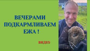 ПОДКАРМЛИВАЕМ ЕЖА