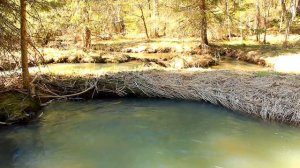 Это наша свобода | Our Freedom