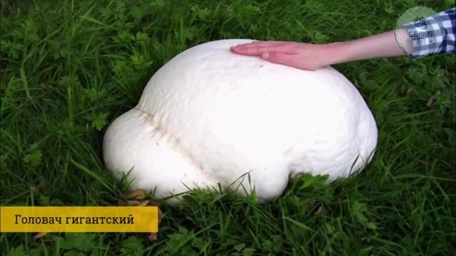 УРОКИ БИОЛОГИИ НА ТЕМУ ЭНЦИКЛОПЕДИЯ ГРИБОВ ДЛЯ УЧЕНИКОВ И УЧИТЕЛЕЙ