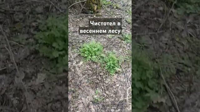 Чистотел, ранние весенние побеги смотреть онлайн