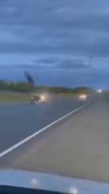 СБИЛИ ЛОСЯ