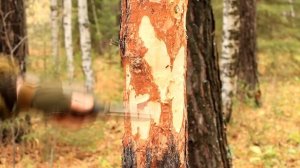 Как срубить дерево ножом | How To Cut Down a Tree With a Knife