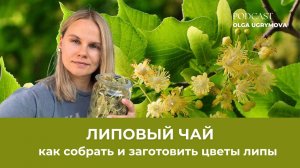 Как заготовить липовый чай?