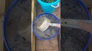 1 ковш этого удобрения и огурцы будут расти на глазах!