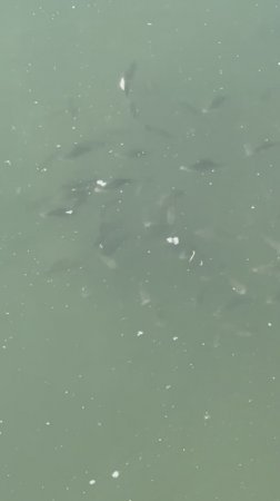 Царство карасей 🐟